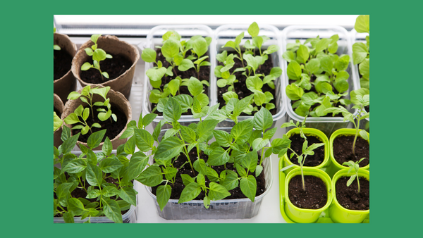 vegetables growing